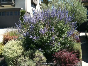 Vitex agnus - blooming 